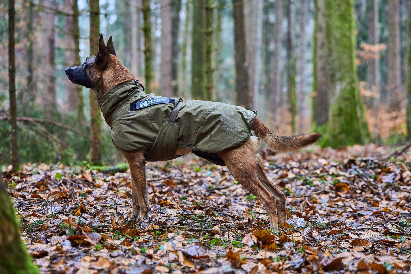 Non-Stop Wintermantel Glacier Working Dog