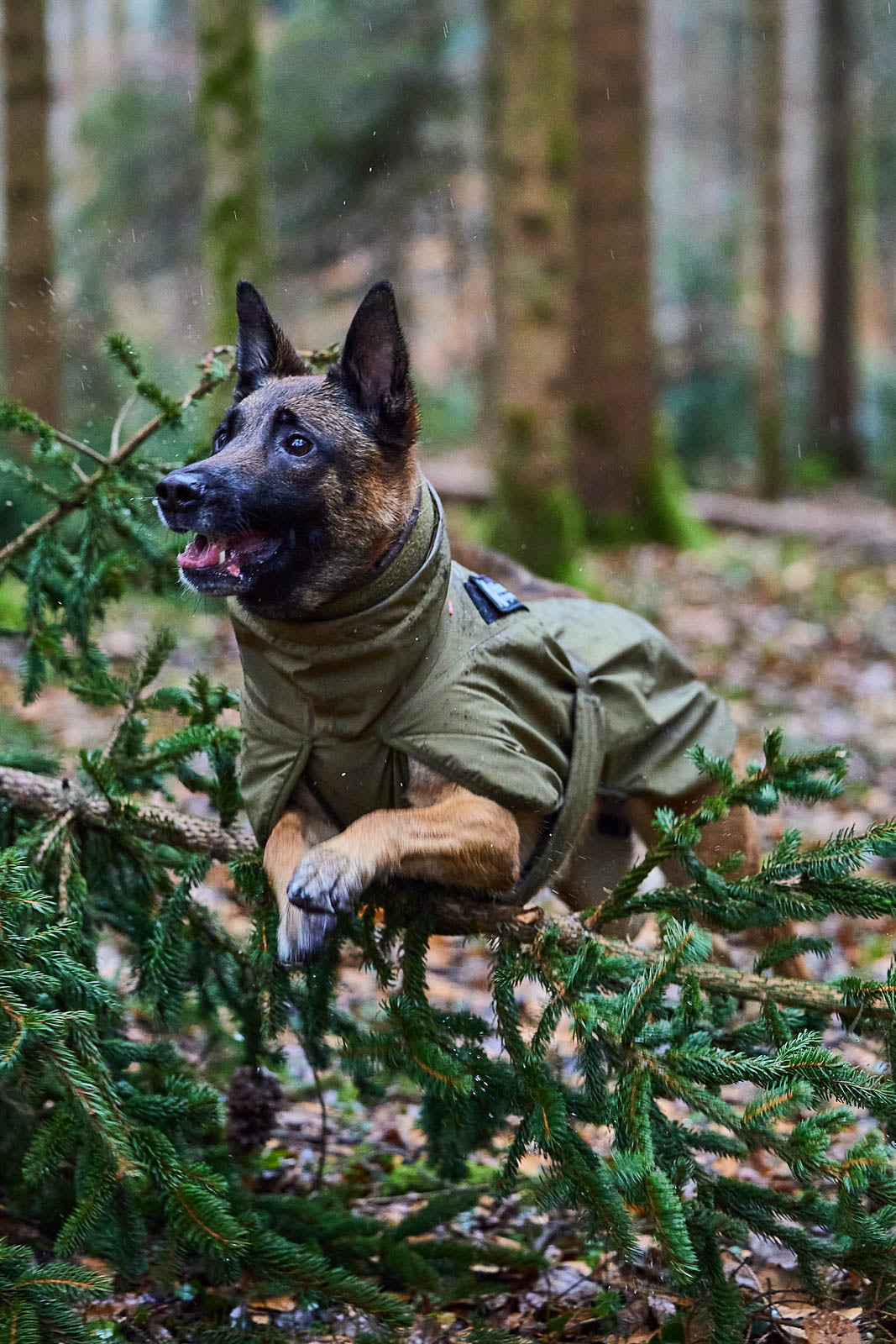 Non-Stop Wintermantel Glacier Working Dog
