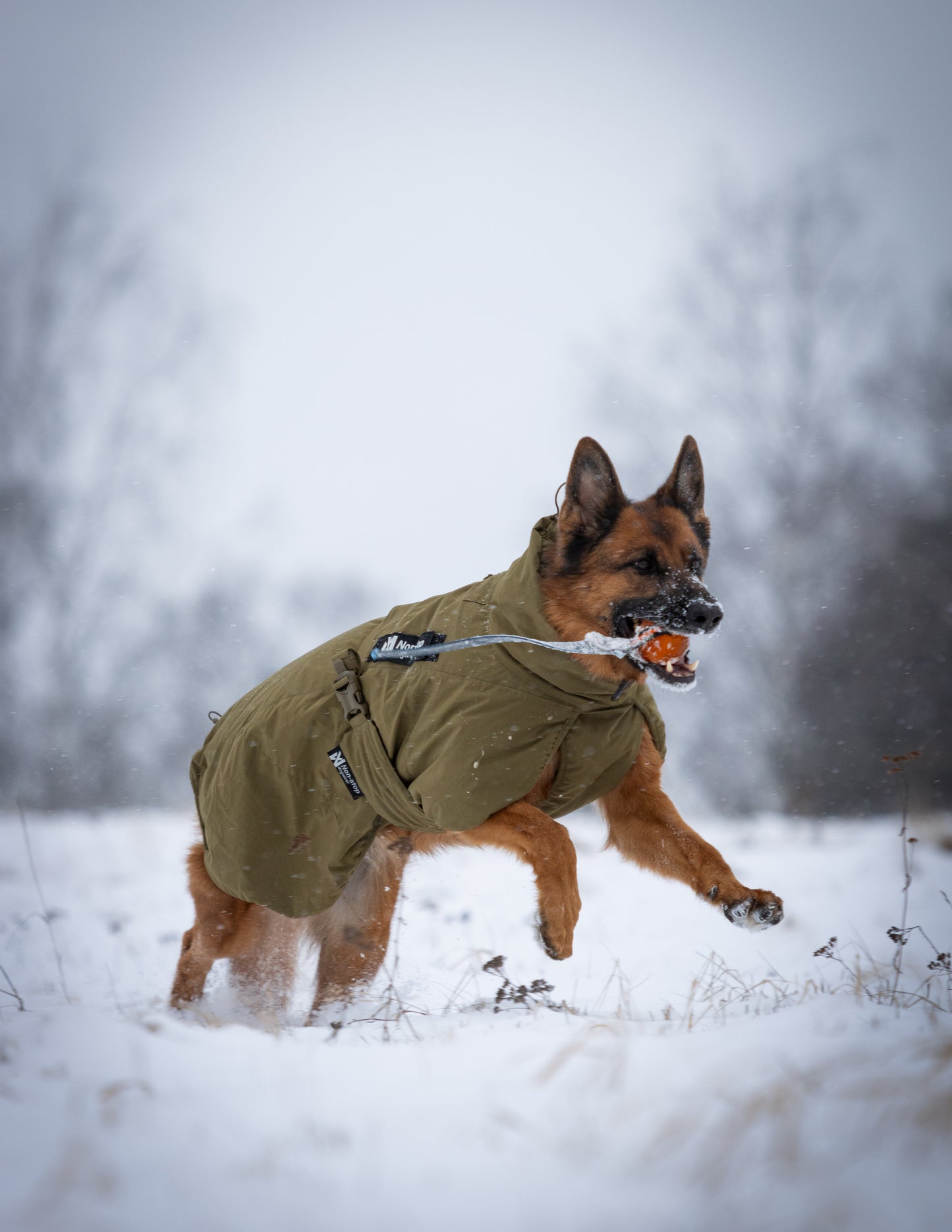 Non-Stop Wintermantel Glacier Working Dog