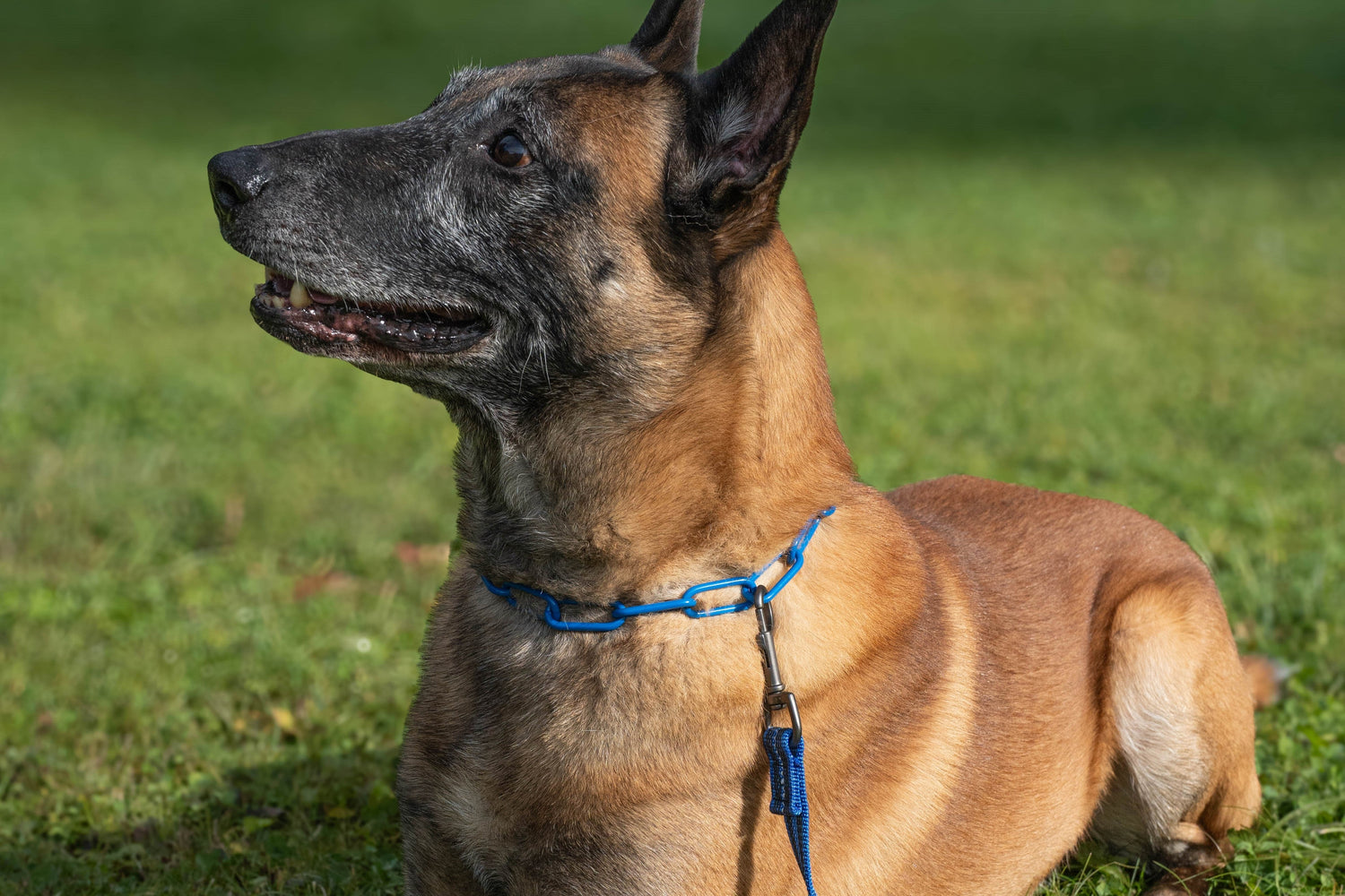 Halsbänder, Leinen und Geschirr