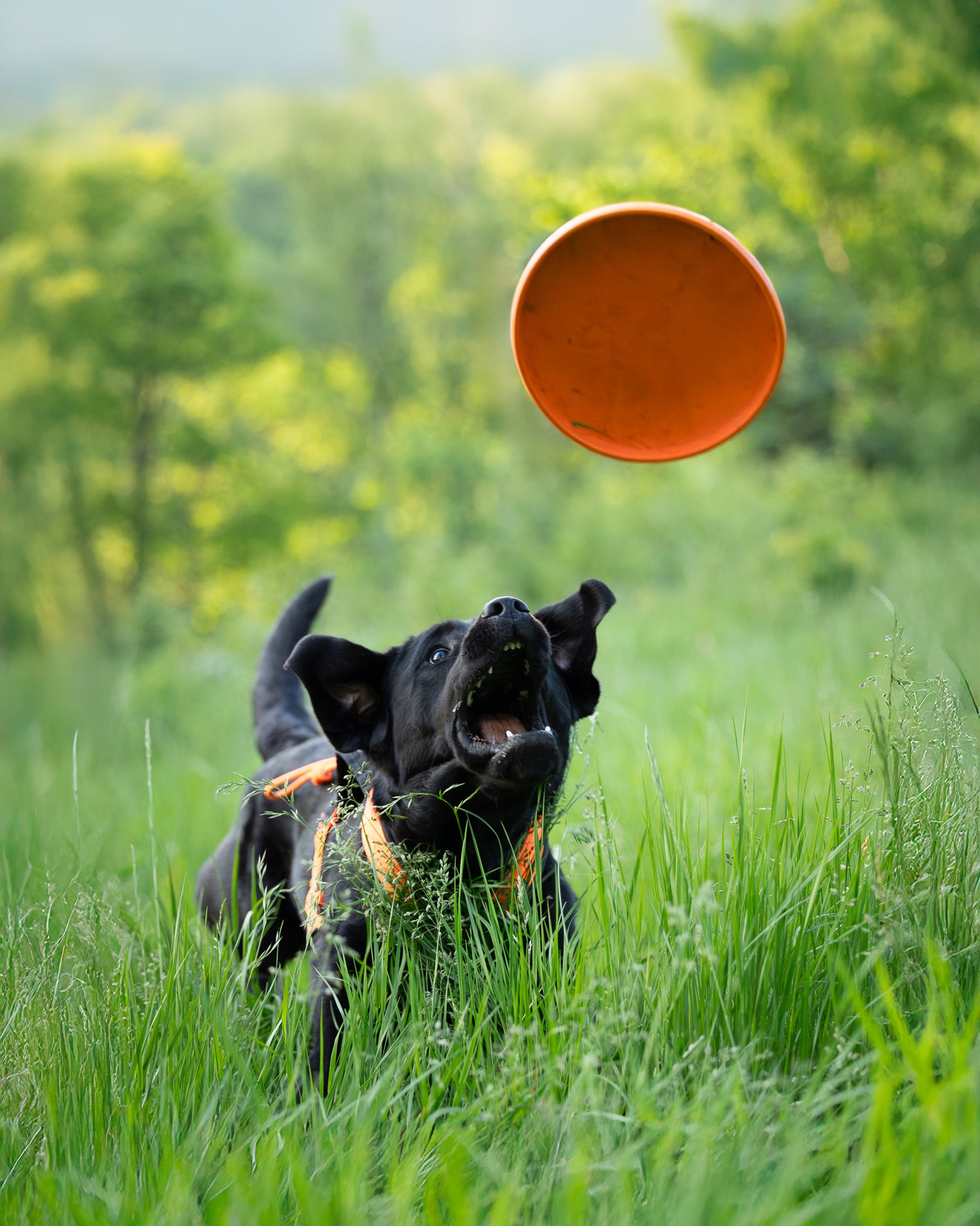 Non-Stop Dog flying disc