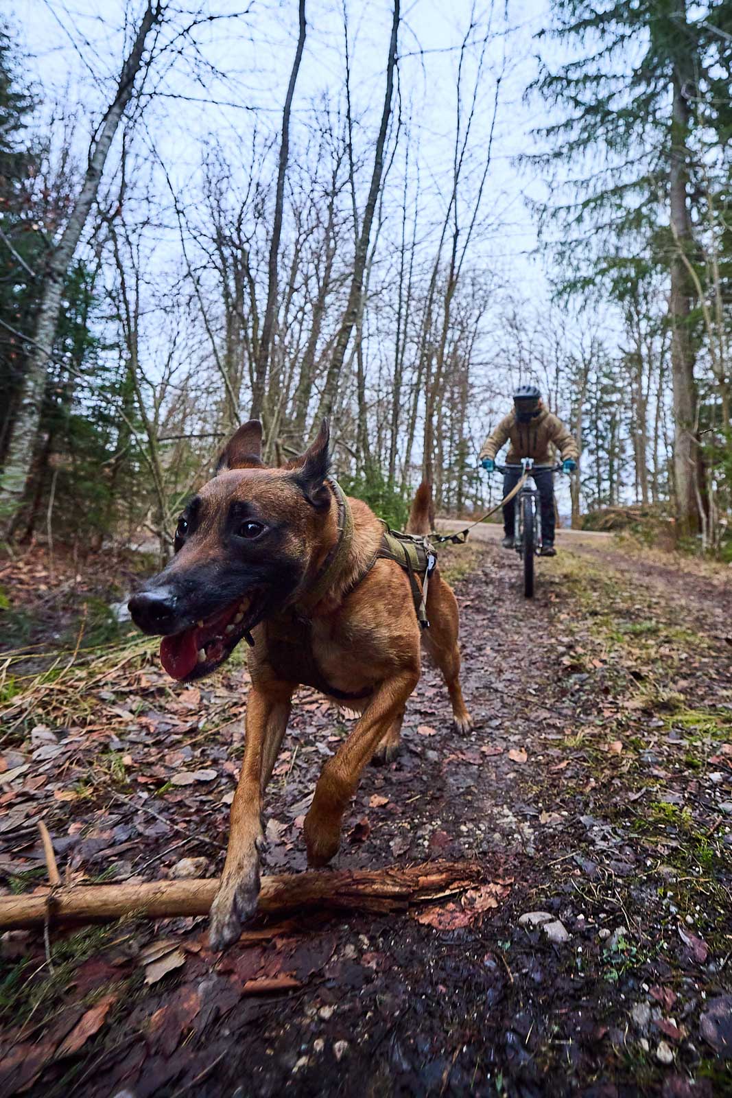 Non-Stop Zuggeschirr Freemotion Working Dog